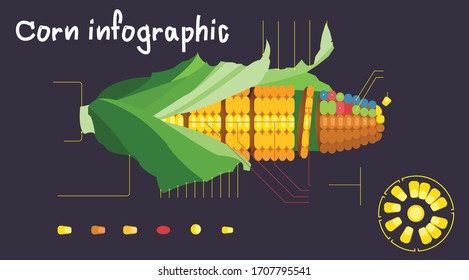 Vector Illustration structure of a corn cob