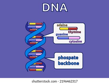 vector illustration of structure DNA molecule