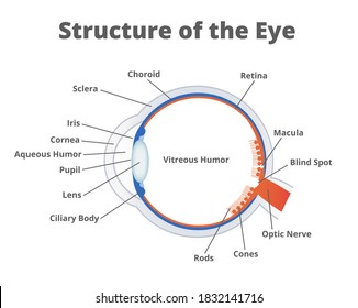 Vector illustration of the structure of the eye. Anatomy of the healthy eye. Human eye anatomy scientific illustration with a description of the individual parts isolated on a white background.