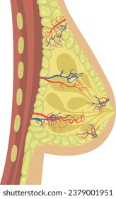 Vector illustration of the structure of the female breast