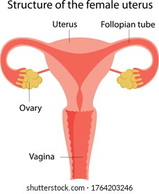 Vector illustration of the structure of the female uterus