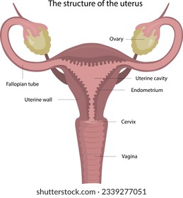 Vektorgrafik. Die Struktur eines gesunden Uterus. Struktur des weiblichen Körpers.