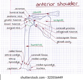 Vector Illustration Structure Human Anterior Shoulder Stock Vector ...