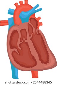 Vector illustration of the structure of the human heart.