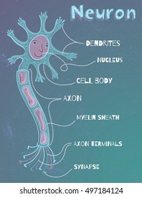 Vector Illustration Of Structure Of Human Neuron. Cartoon Educational Picture For Kids.