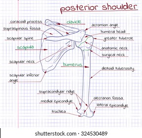 vector illustration of the structure of the human shoulder posterior