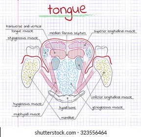vector illustration of the structure human tongue
