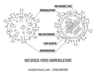 Vector Illustration Of The Structure Of The Influenza Virus In The Context.