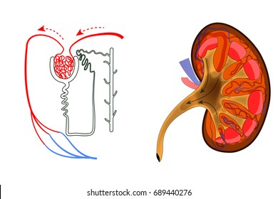vector illustration of the structure of kidney and nephron
