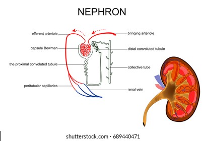 nephron images, stock photos \u0026 vectors shutterstock Drawing of Kidney Nephron vector illustration of the structure of kidney and nephron