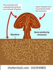 Ilustración vectorial de la estructura de un hongo multicelular. Imagen colorida de la biología del hongo.