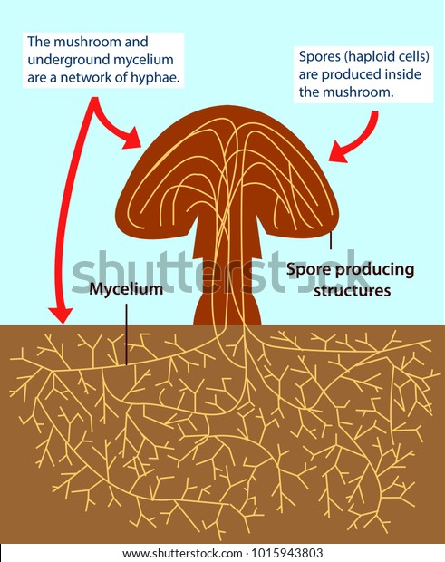 Vector Illustration Structure Multicellular Fungi Colourful Stock ...