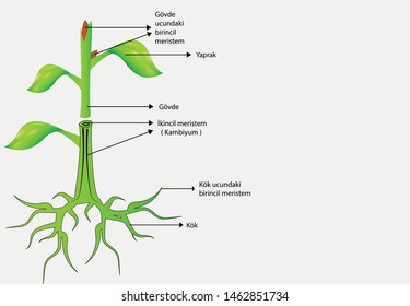 vector illustration of structure of plants, plant cells

