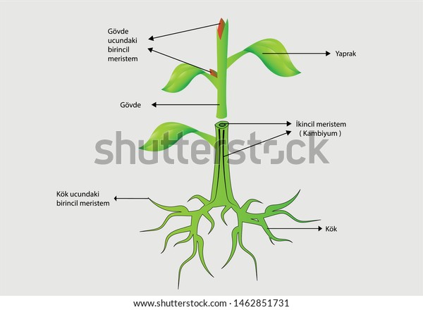 Vector Illustration Structure Plantsplant Cells Stock Vector (Royalty ...