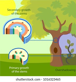 Vector illustration of the structure of primary and secondary growth of the stems in trees. Colourful plant biology picture.