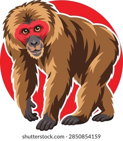 Vector illustration of stumped-tailed macaque or bear macaque (beruk kentoi) with red face color walking freely in the green tree forest , emotionally thinking of something.