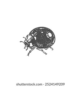 A vector illustration in the style of a photocopy, which depicts a ladybug on a white background. Monochrome effect to create a modern look with a vintage effect.