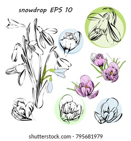 Vector illustration of stylized First spring flowers. Isolated graphic blooming snowdrops, Galanthus nivalis for logo.