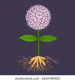 Ilustración vectorial de la planta medicinal estilizada Valeriana sobre un fondo gris. Posiblemente para el diseño de envases de medicamentos y otros productos.
