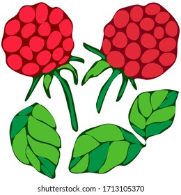 vector illustration, stylized raspberry berries and leaves in cartoon style, in bright colors, isolate on a white background