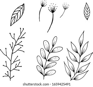 Vector illustration. Stylized wild plants in the style of drawing by manual technique. Sprigs with leaves in black contours. Elements for creating a design.