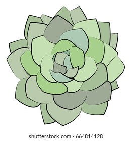 vector illustration succulent