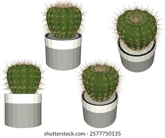 vector illustration of a succulent cactus plant to decorate the interior of the house