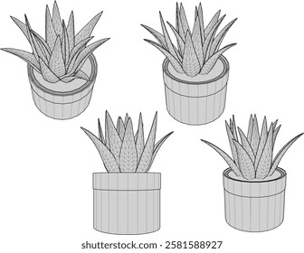 vector illustration of a succulent cactus plant to decorate the interior of the house