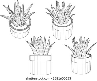 vector illustration of a succulent cactus plant to decorate the interior of the house