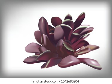 Vector illustration of the succulent isleted on white background with  purple leaf. Sunrise succulent. 