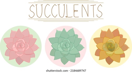 Ilustración vectorial de plantas suculentas en colores rosa, verde y amarillo con fondo circular y fuentes manuscritas