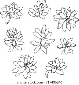 Vector illustration of succulent plants. Succulents hand drawing vector collection. Succulents. Outline drawn on a white background. 