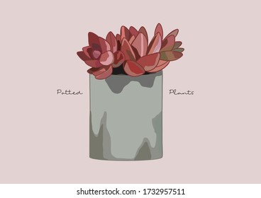 Vector Illustration of Succulent in a Pot / Potted Plants / Houseplant