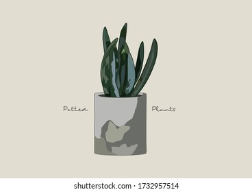 Vector Illustration of Succulent in a Pot / Potted Plants / Houseplant