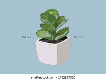 Vector Illustration of Succulent in a Pot / Potted Plants / Houseplant