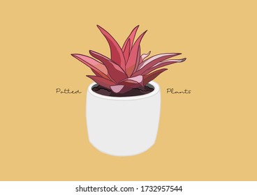 Vector Illustration of Succulent in a Pot / Potted Plants / Houseplant