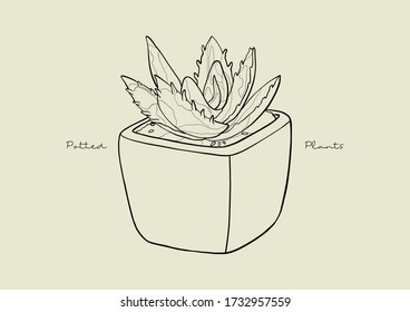 Vector Illustration of Succulent in a Pot / Potted Plants / Houseplant