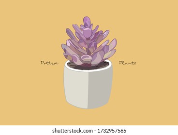 Vector Illustration of Succulent in a Pot / Potted Plants / Houseplant