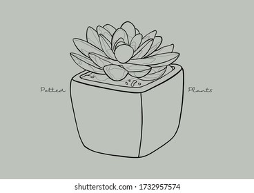 Vector Illustration of Succulent in a Pot / Potted Plants / Houseplant