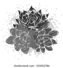 Vector illustration with succulents. Hand-drawn background isolated on white