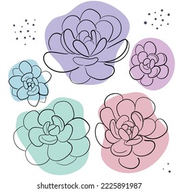 vector illustration of succulents. plants graphic decorative element