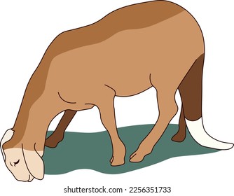 Vector illustration of sudanese sheep.