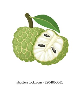 Vector illustration, Sugar apple or custard apple with green leaves, isolated on white background, exotic tropical Thai annona or cherimoya fruit.