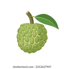 Vector illustration, Sugar apple or custard apple with green leaves, isolated on white background, exotic tropical Thai annona or cherimoya fruit.