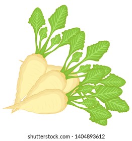 Vector illustration sugar beet agriculture crop.Sugar beets with a bundle of leaves.. Vector illustration on white background.