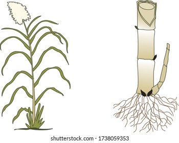 Vector Illustration of Sugar Cane, Hand Drawn Plant