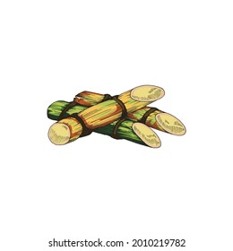 Ilustración vectorial de los tallos de caña de azúcar dibujados a mano y aislados en fondo blanco. Plantas de esbozo para etiquetas y paquetes de alimentos, azúcar o alcohol. Ilustración de la agricultura al estilo vintage.
