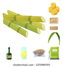 Vector illustration of sugarcane and cane logo. Set of sugarcane and field stock symbol for web.