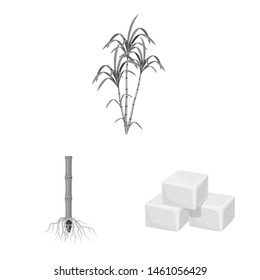 Vector illustration of sugarcane and cane sign. Set of sugarcane and field stock symbol for web.