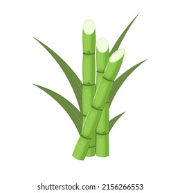 Vector Illustration Sugarcane Isolated On White Stock Vector (Royalty ...